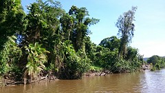 Daintree river