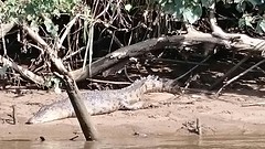 Jeej eerste krokodil