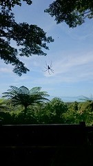 Golden orb