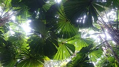 Fan palm ♥