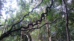 Rainforest