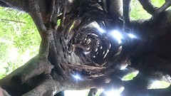 Inside tree