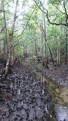 Mangrove