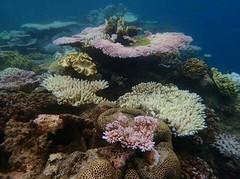 Great Barrièr Reef