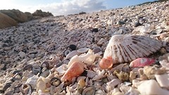 Shells