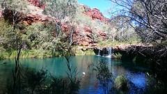 Fern pool
