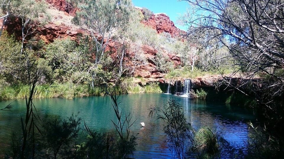 Fern pool