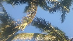 Palm trees