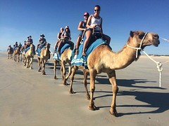 Camel ride