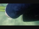 Wobbegong Shark