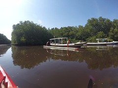 Mangrove bossen