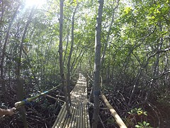 Bamboe brug