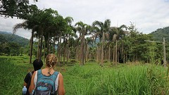 Jungle trekking