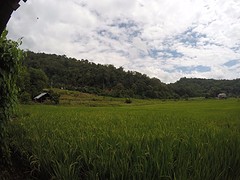 Jungle trekking