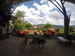 Strawberry Farm