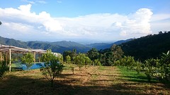 Jungle trekking