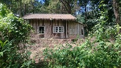 Jungle trekking