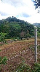 Jungle trekking