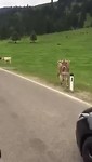Loslopend wild