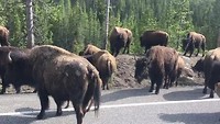 File met Bisons