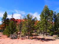 Red Canyon