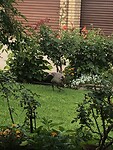 IMG_7767