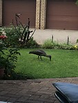 Ibis
