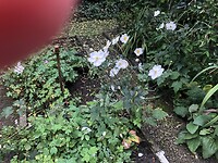IMG_9069