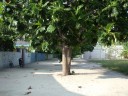 DSCF5473