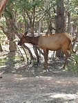 Muledeer