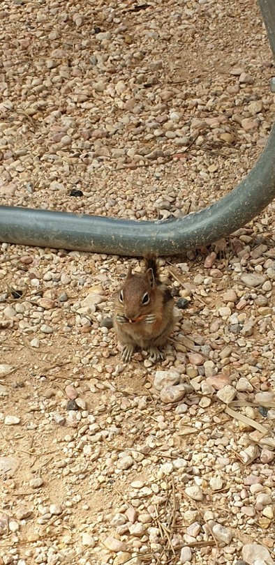 Bryce wildlife