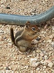 Bryce wildlife