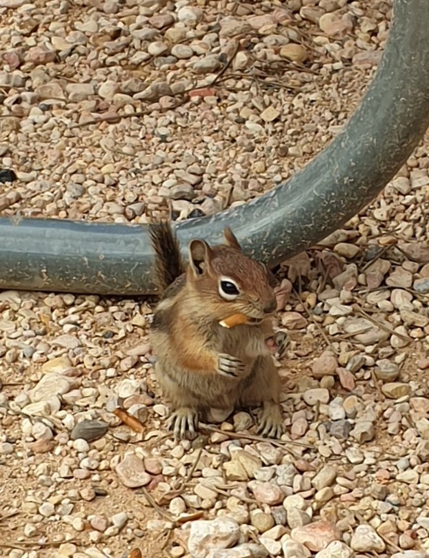 Bryce wildlife