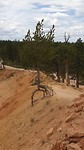 Bryce Canyon Navajo/ Queensgarden trail