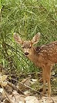 Zion wildlife