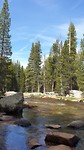 Tuolumne meadows