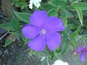 flowering garden