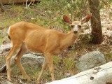 A deer, my dear
