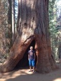 Jurriaan voor een gigantische Sequoia
