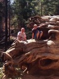Sequoia's bij Tuonuma Grove in Yosemite