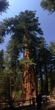 Sequoia