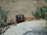Marmot
