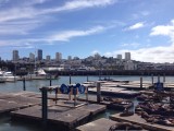Zeeleeuwen op pier 39