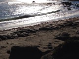 Zeeolifanten San Simeon