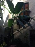 Bananenboom