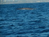 Blue Whale