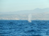 Blue Whale met spuit