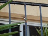 Eindelijk Kolibri op foto
