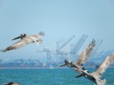 Pelikanen op strand Longbeach