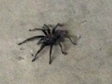 Tarantula in parkeergarage
